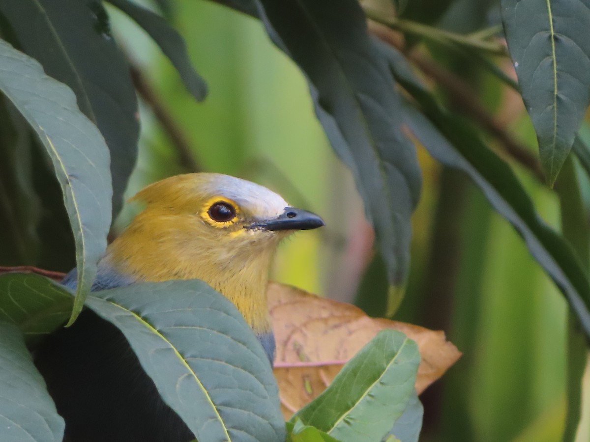 Long-tailed Silky-flycatcher - ML625044839