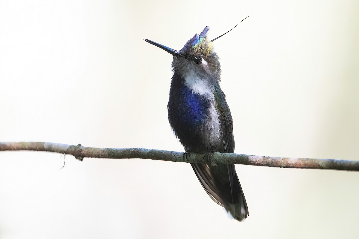 Purple-crowned Plovercrest - ML625045155