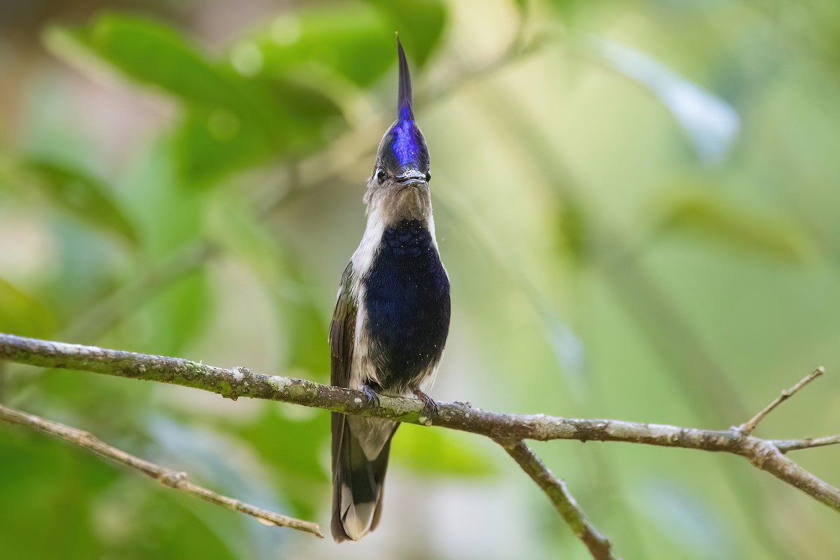 Purple-crowned Plovercrest - ML625045156