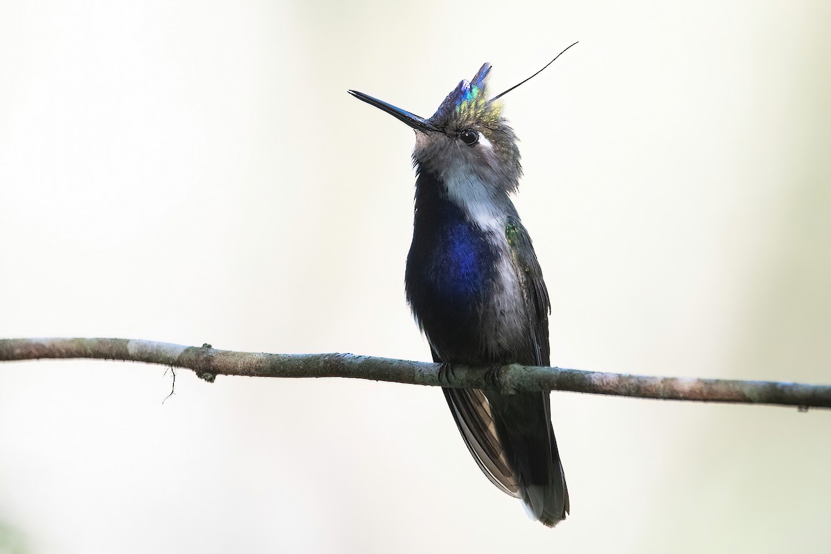 Purple-crowned Plovercrest - ML625045157