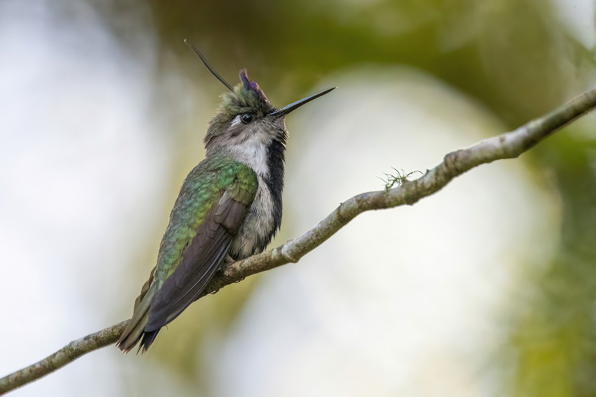 Purple-crowned Plovercrest - ML625045158