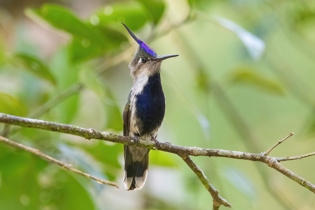 Purple-crowned Plovercrest - ML625045159