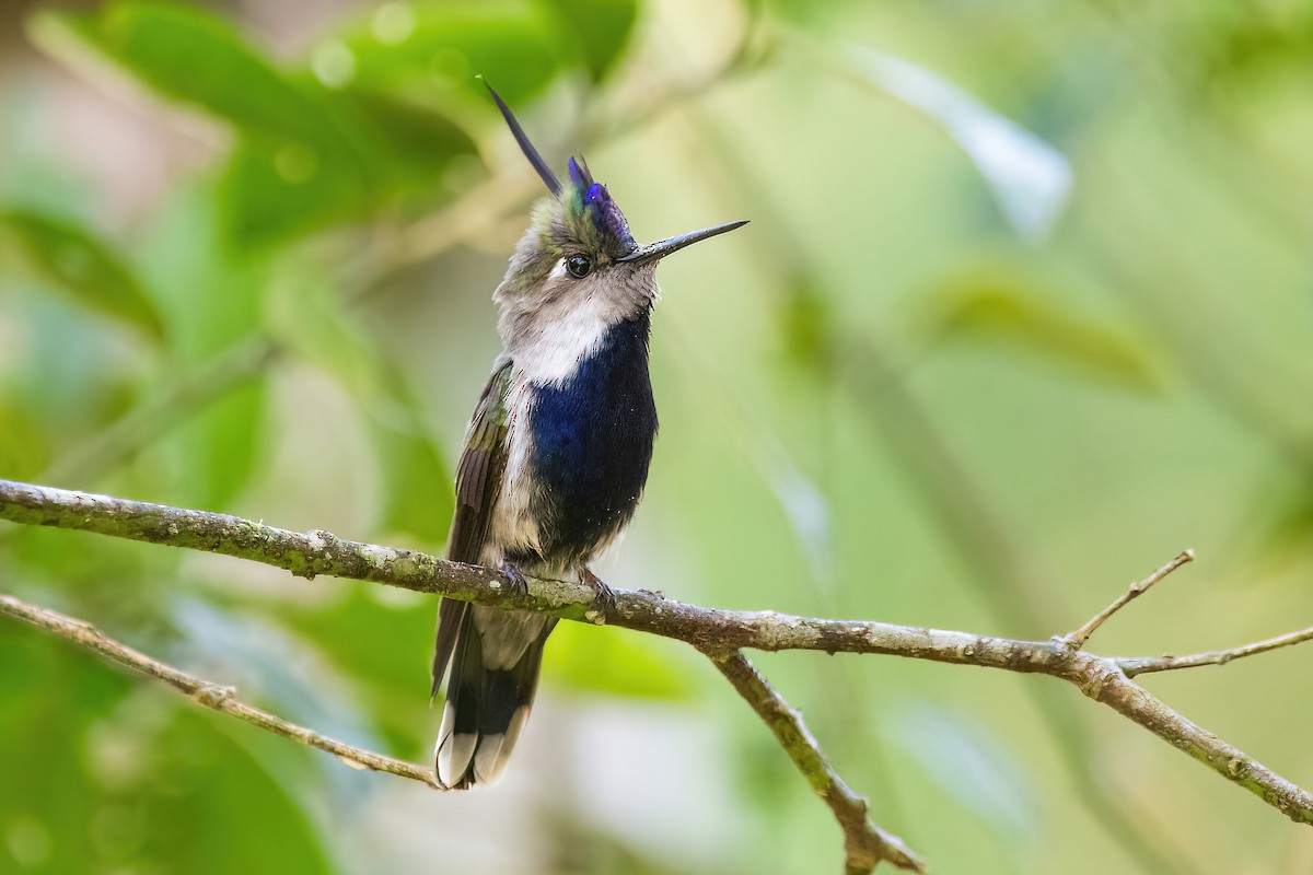 Purple-crowned Plovercrest - ML625045160