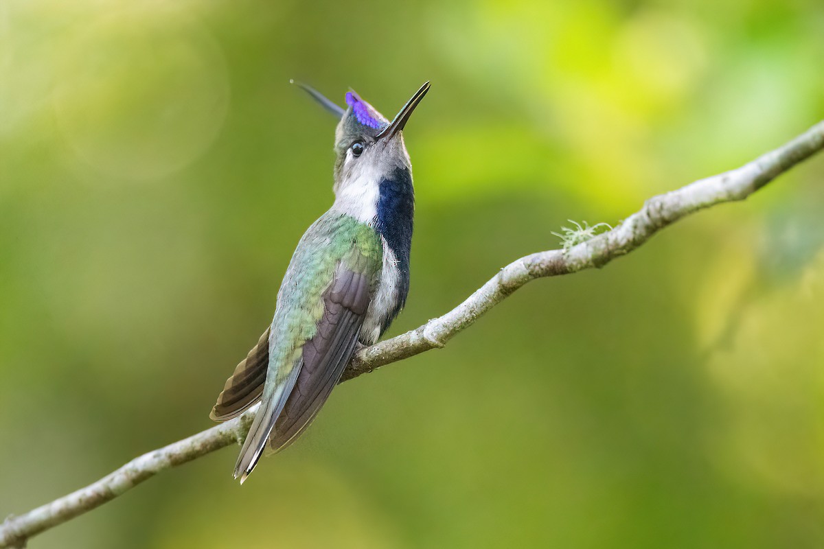 Purple-crowned Plovercrest - ML625045162