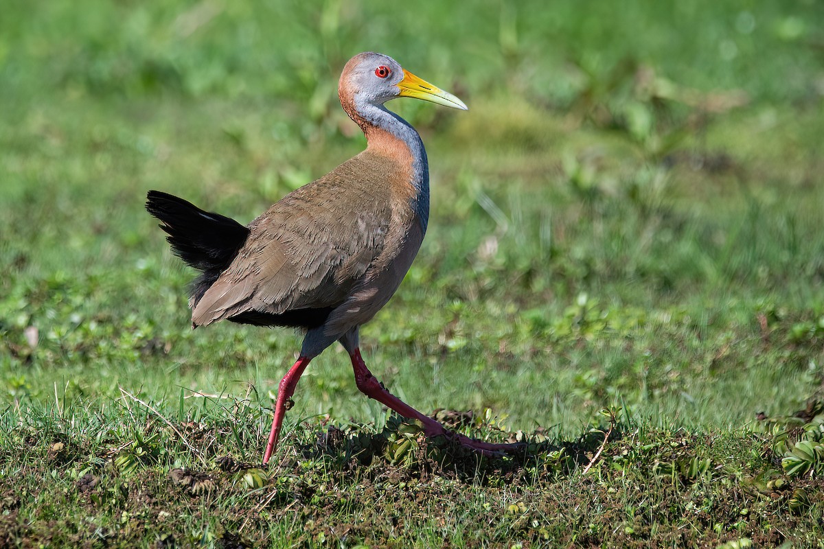 Giant Wood-Rail - ML625045181