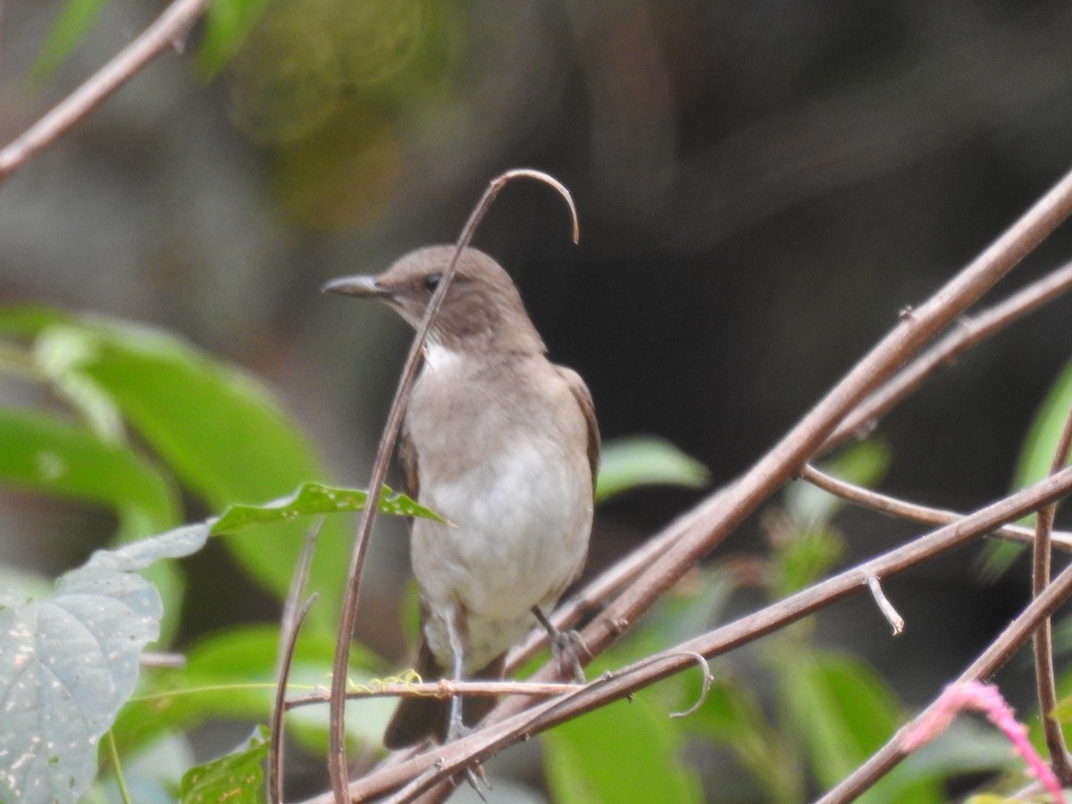 Black-billed Thrush - ML625045182