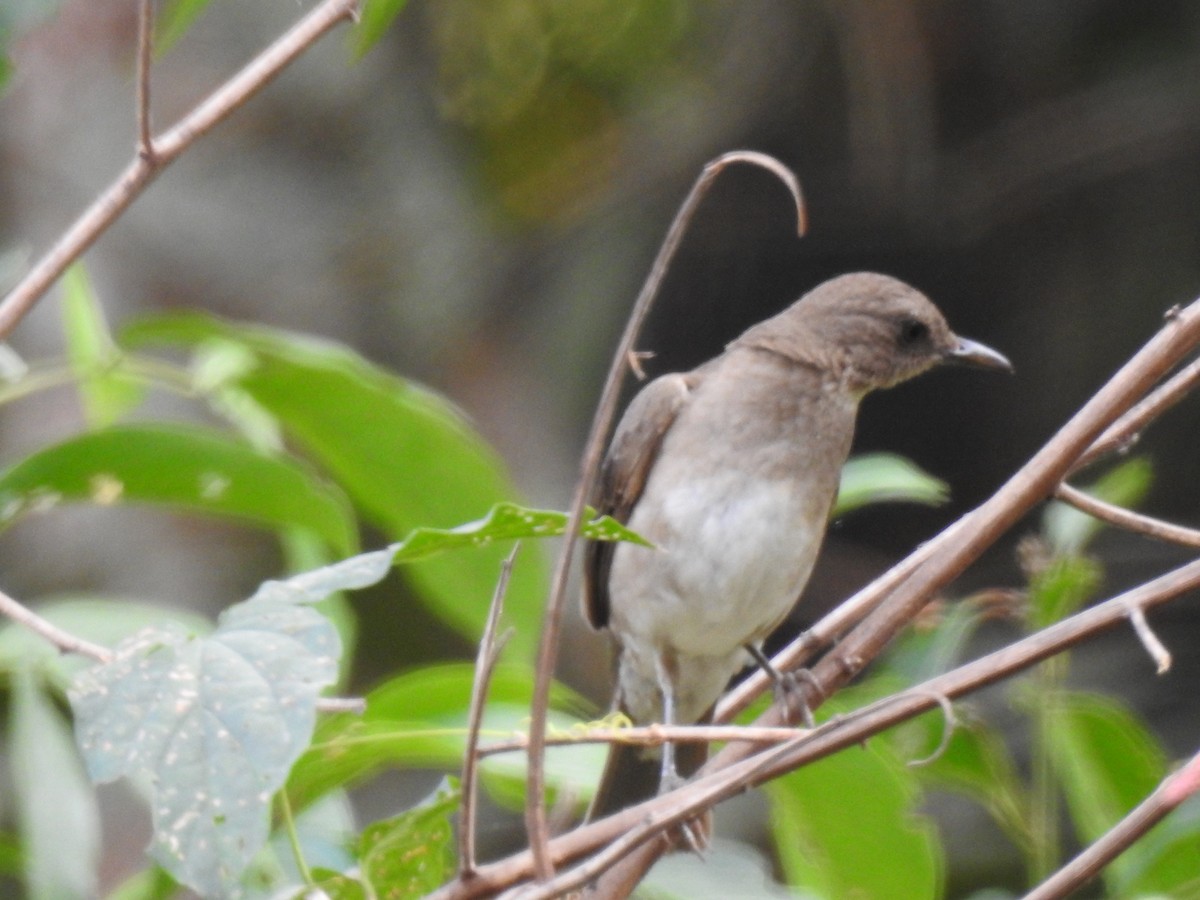 Black-billed Thrush - ML625045183