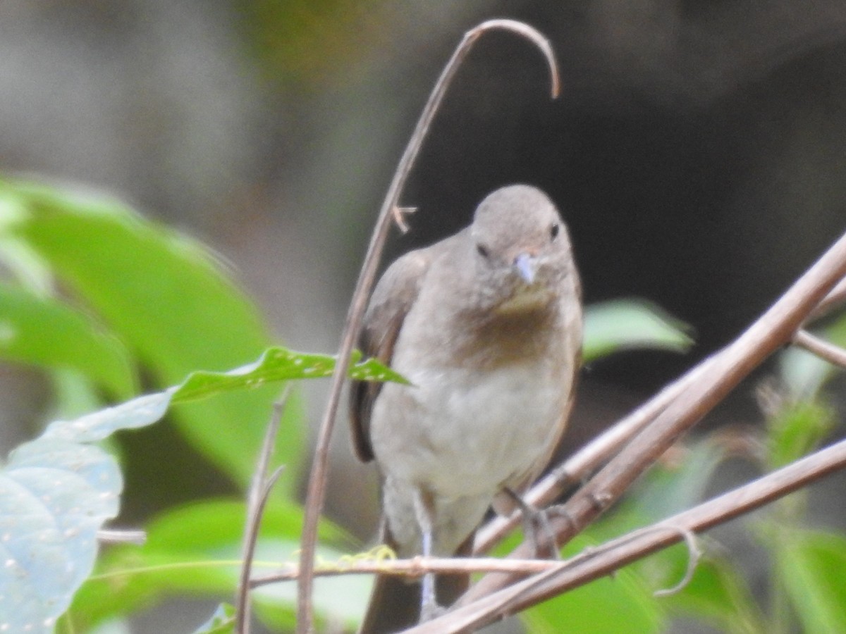 Black-billed Thrush - ML625045184