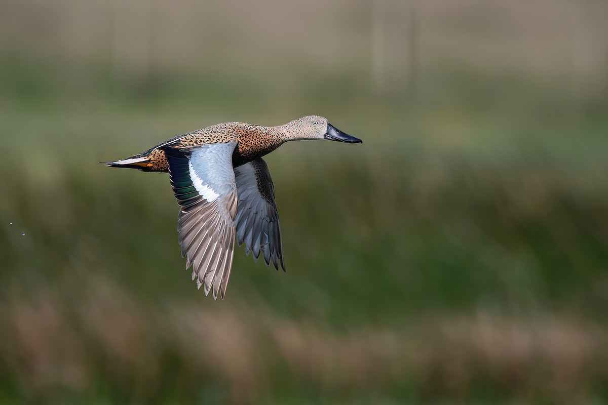 Red Shoveler - ML625045192