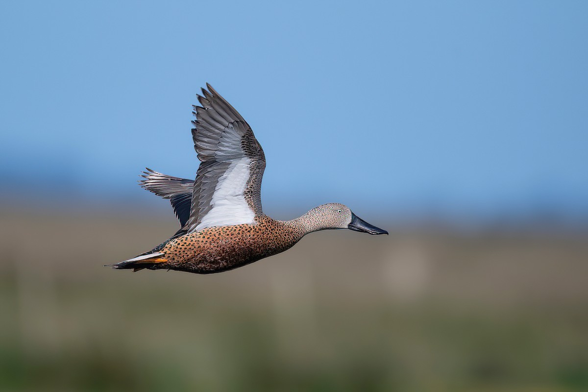 Red Shoveler - ML625045193