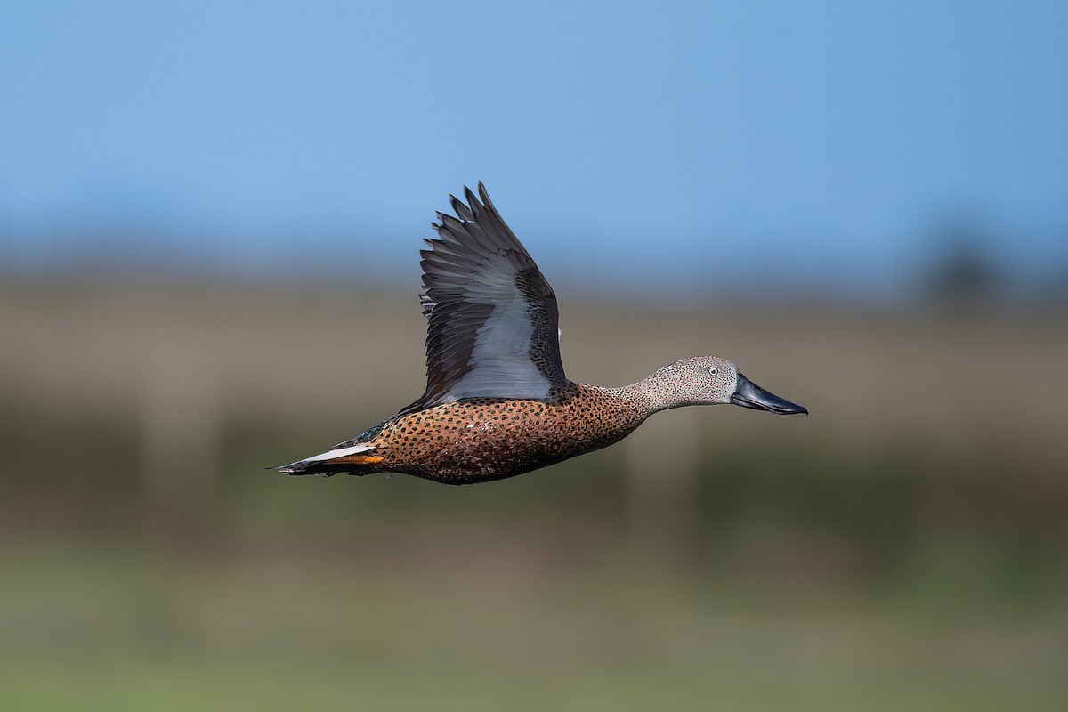 Red Shoveler - ML625045194