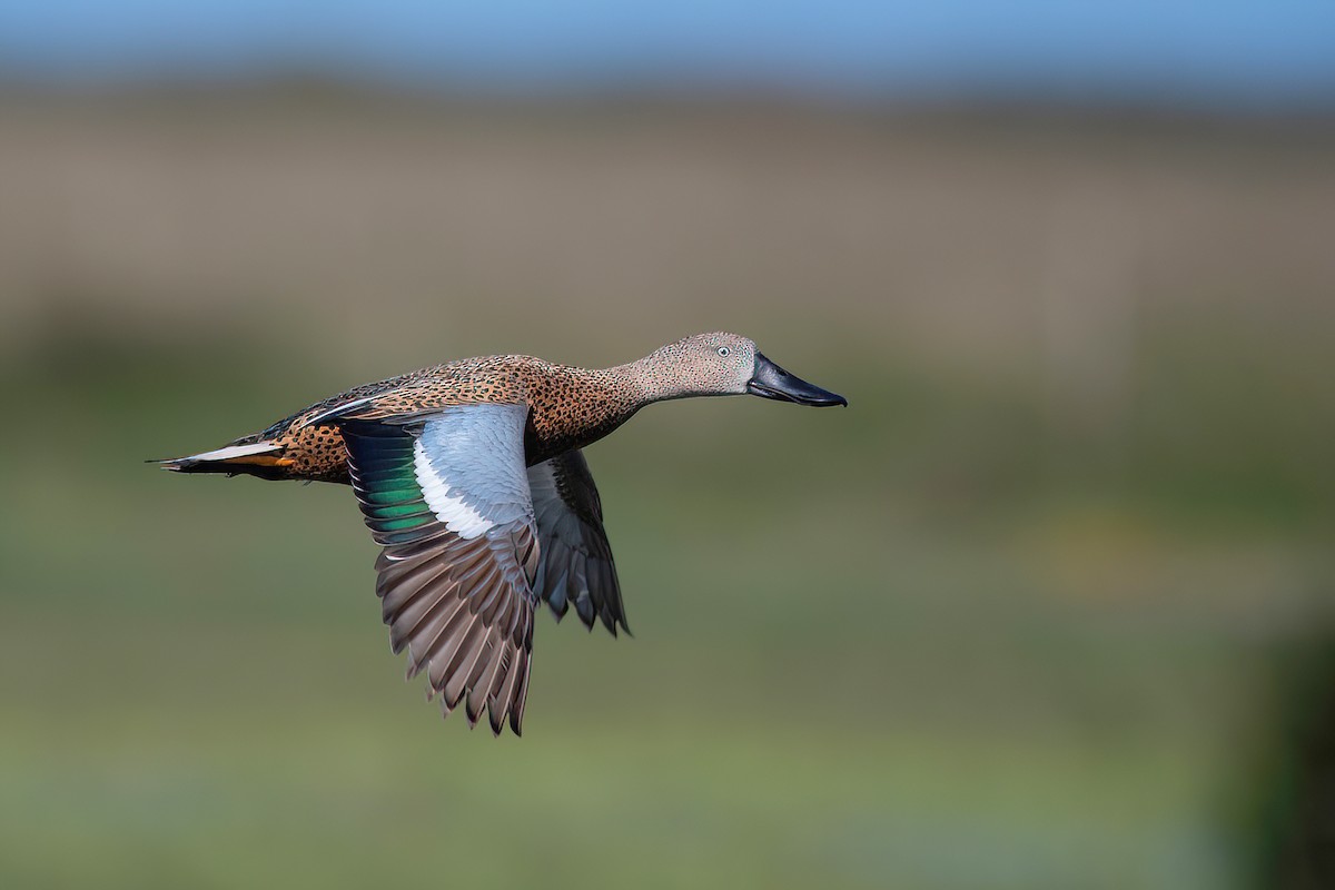 Red Shoveler - ML625045195