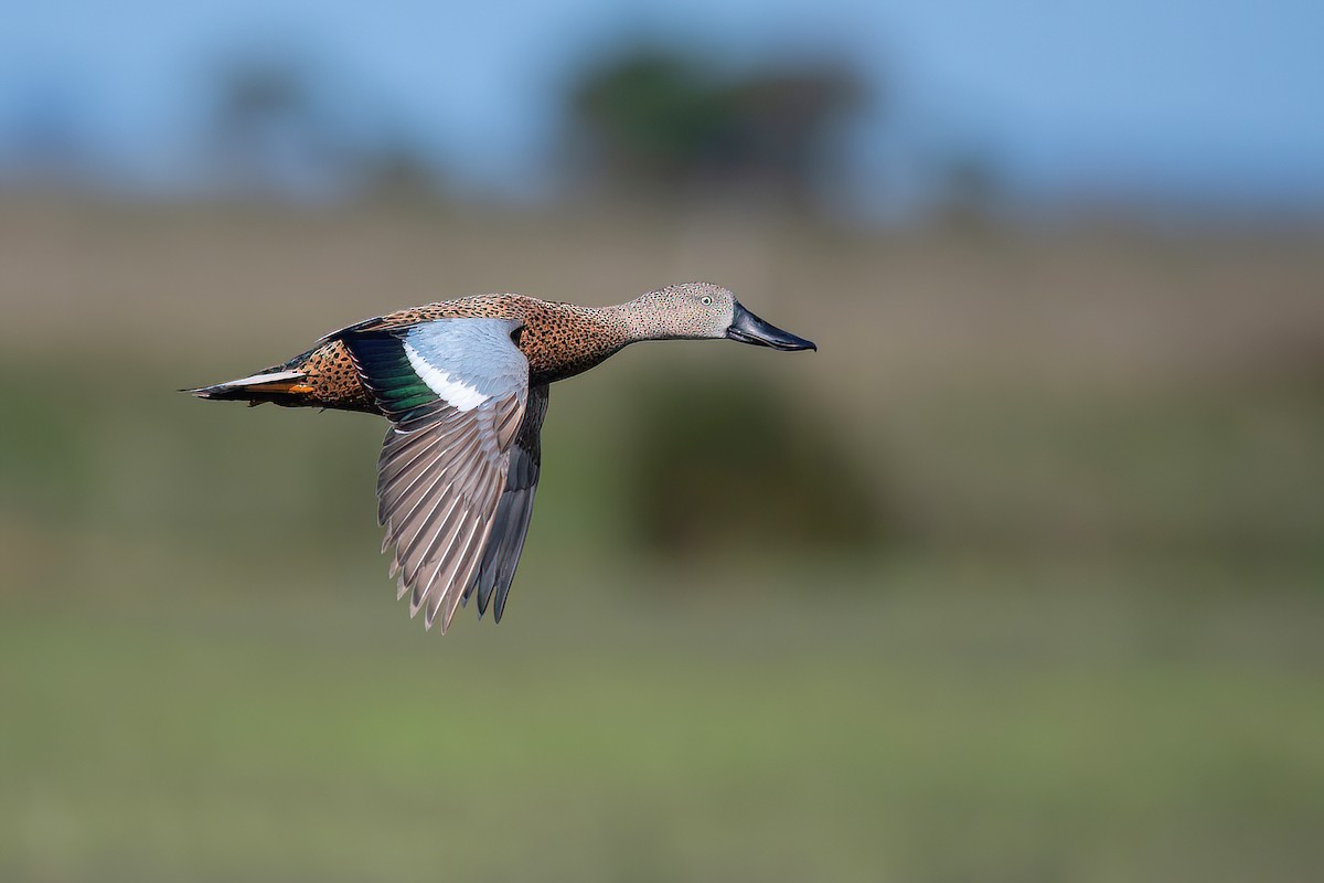 Red Shoveler - ML625045196