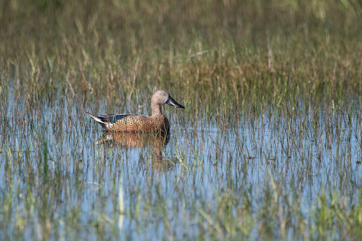 Red Shoveler - ML625045197