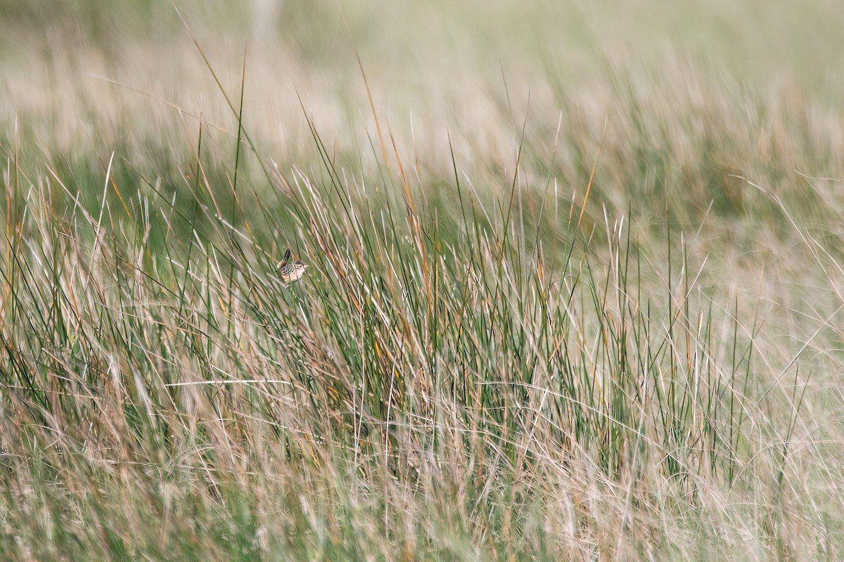 Grass Wren - ML625045203