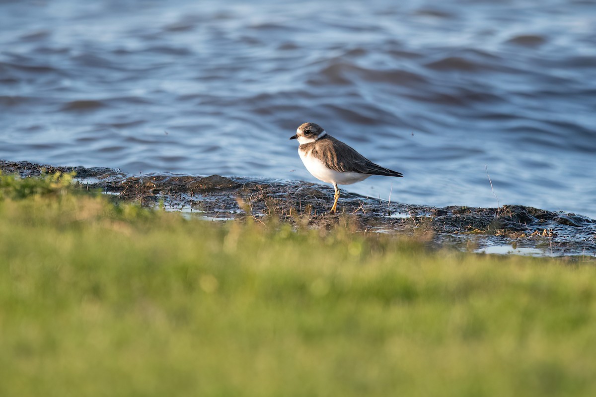 Semipalmated Plover - ML625045220