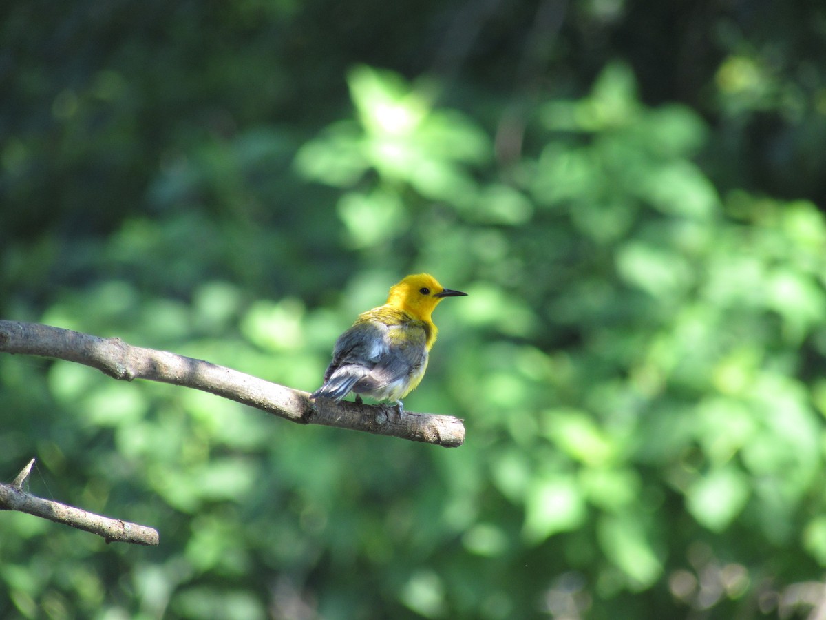 Prothonotary Warbler - ML62504531