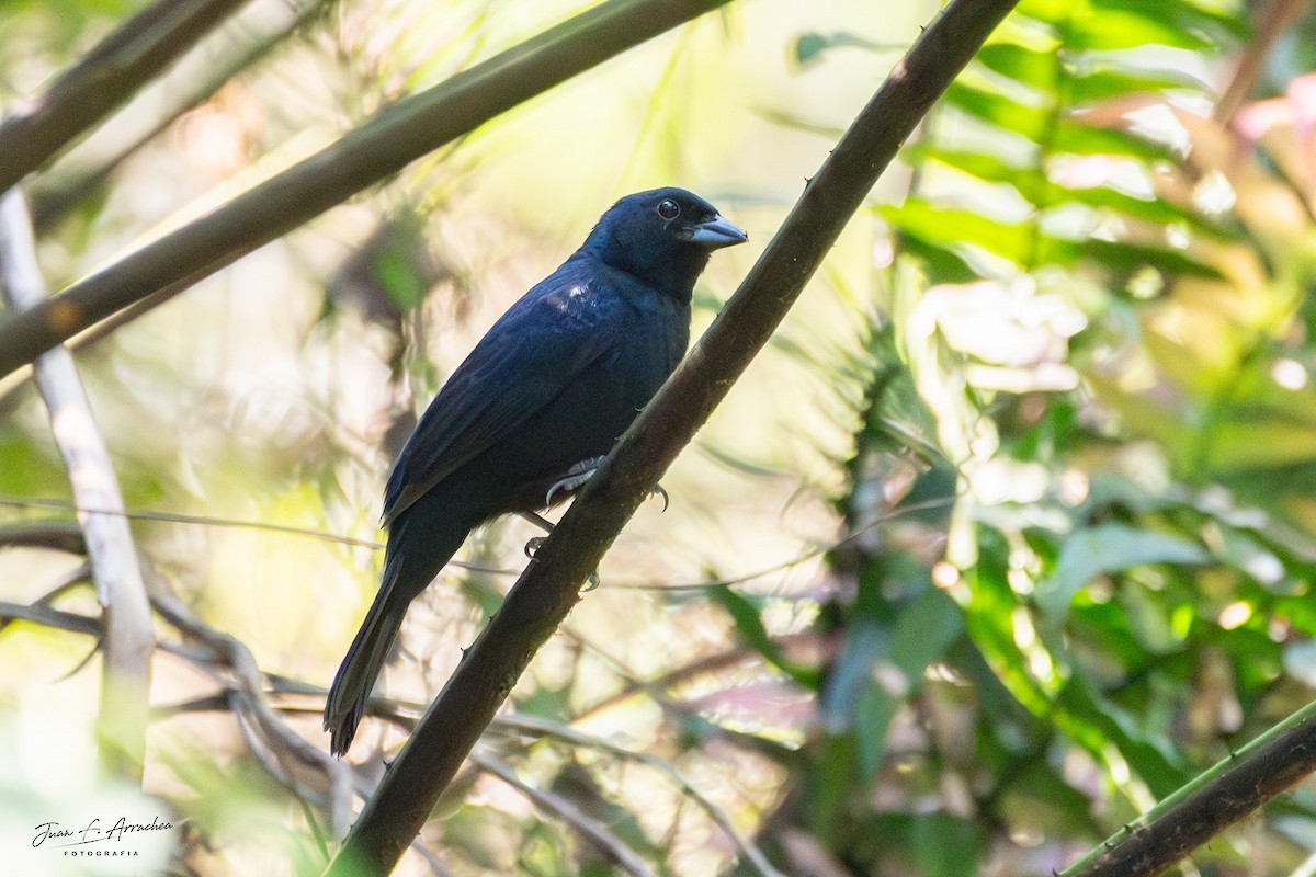 Ruby-crowned Tanager - Juan Francisco Arrachea