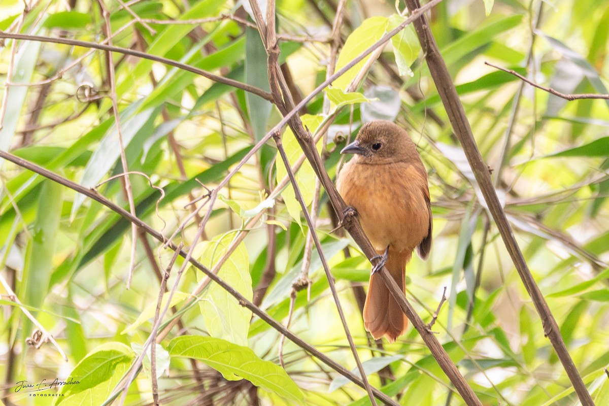 Ruby-crowned Tanager - ML625045375