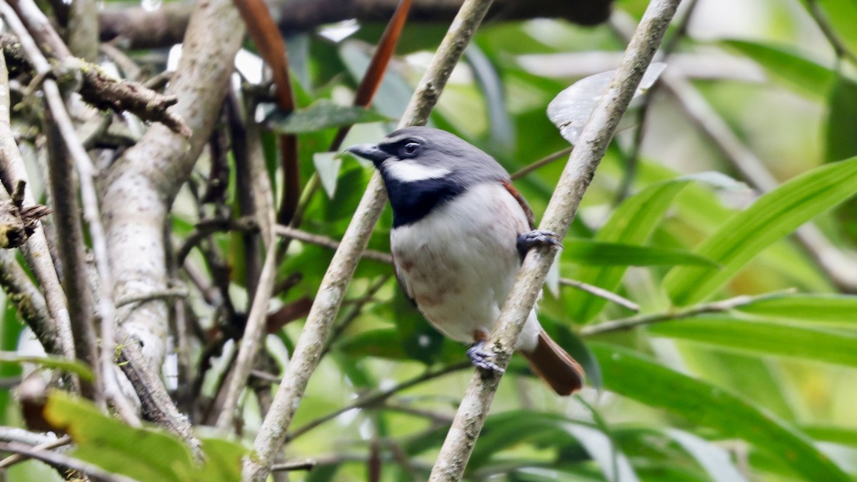 Red-tailed Vanga - Claudi Racionero