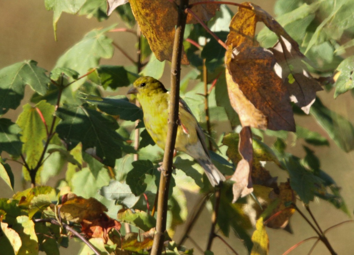 American Goldfinch - ML625045408