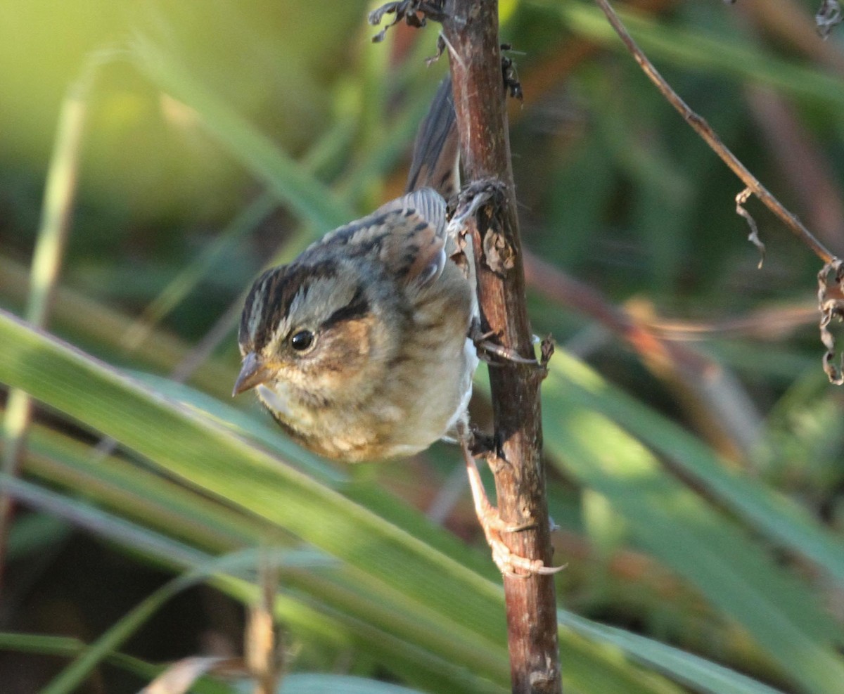 Swamp Sparrow - ML625045412