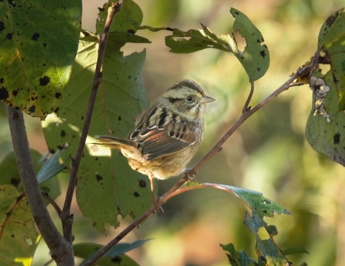 Swamp Sparrow - ML625045413