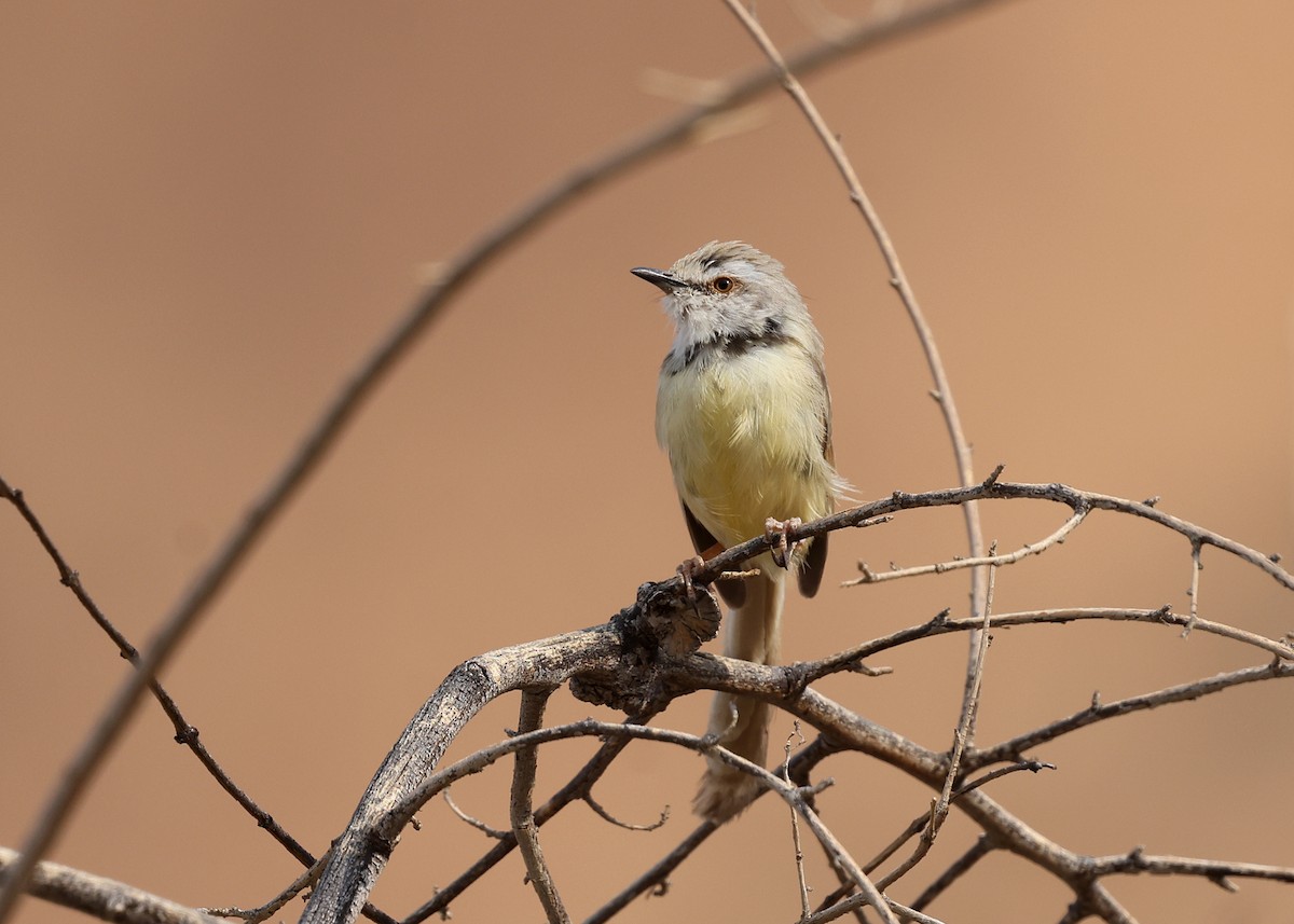 Black-chested Prinia - Brendan Ryan