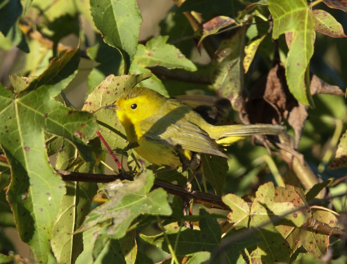 Wilson's Warbler - ML625045420
