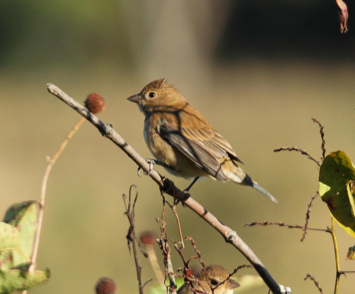 Indigo Bunting - ML625045423