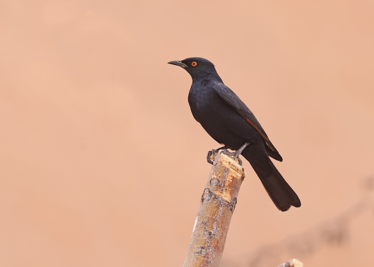 Pale-winged Starling - ML625045569