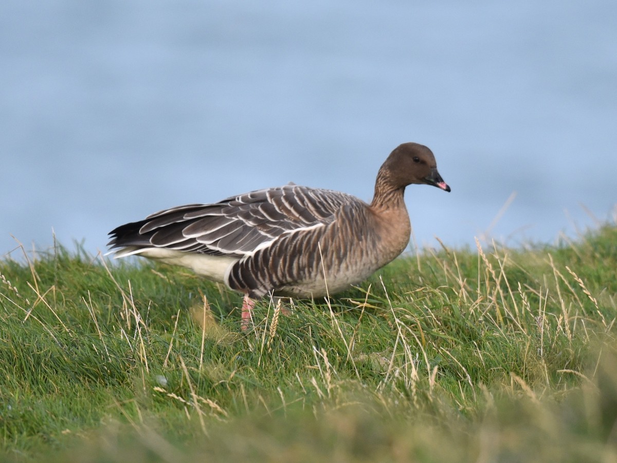 Pink-footed Goose - ML625045597