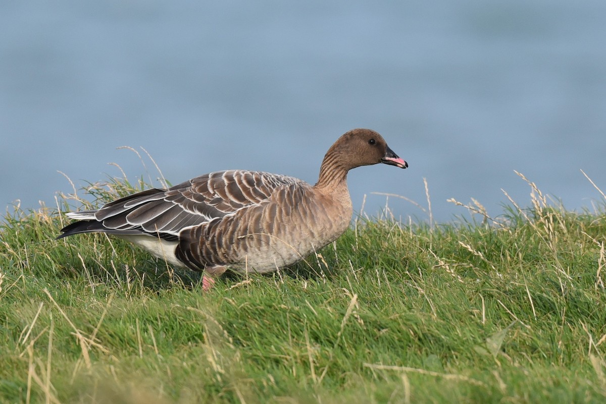 Pink-footed Goose - ML625045598