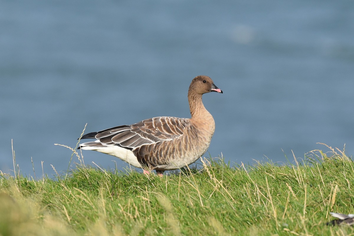 Pink-footed Goose - ML625045599