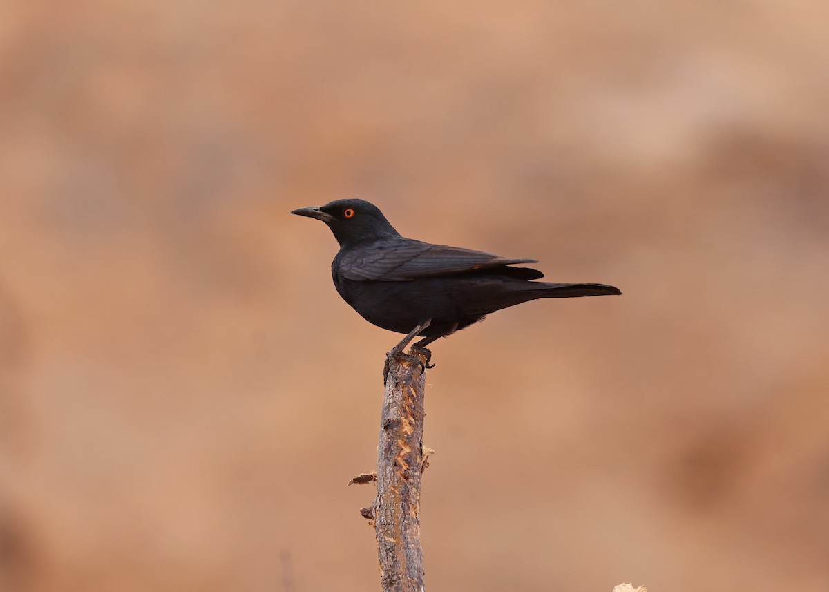 Pale-winged Starling - ML625045612