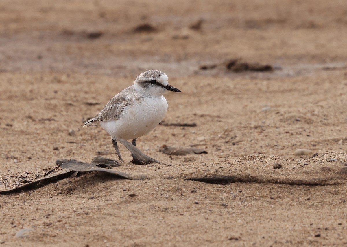 White-fronted Plover - ML625045696