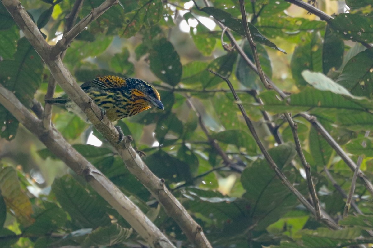 Gilded Barbet - ML625045705