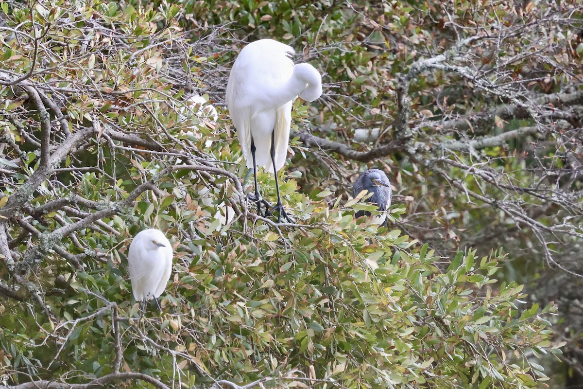 Great Egret - ML625045765