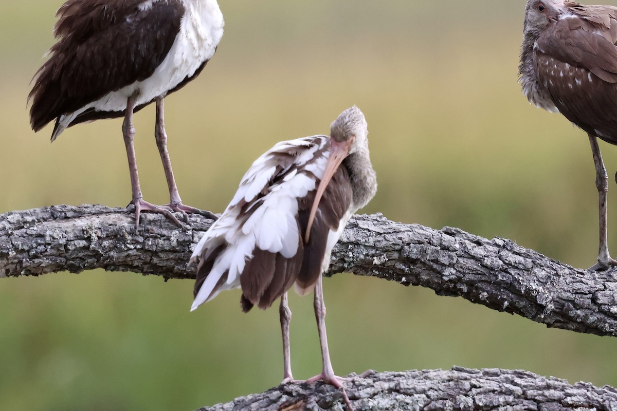 White Ibis - ML625045775