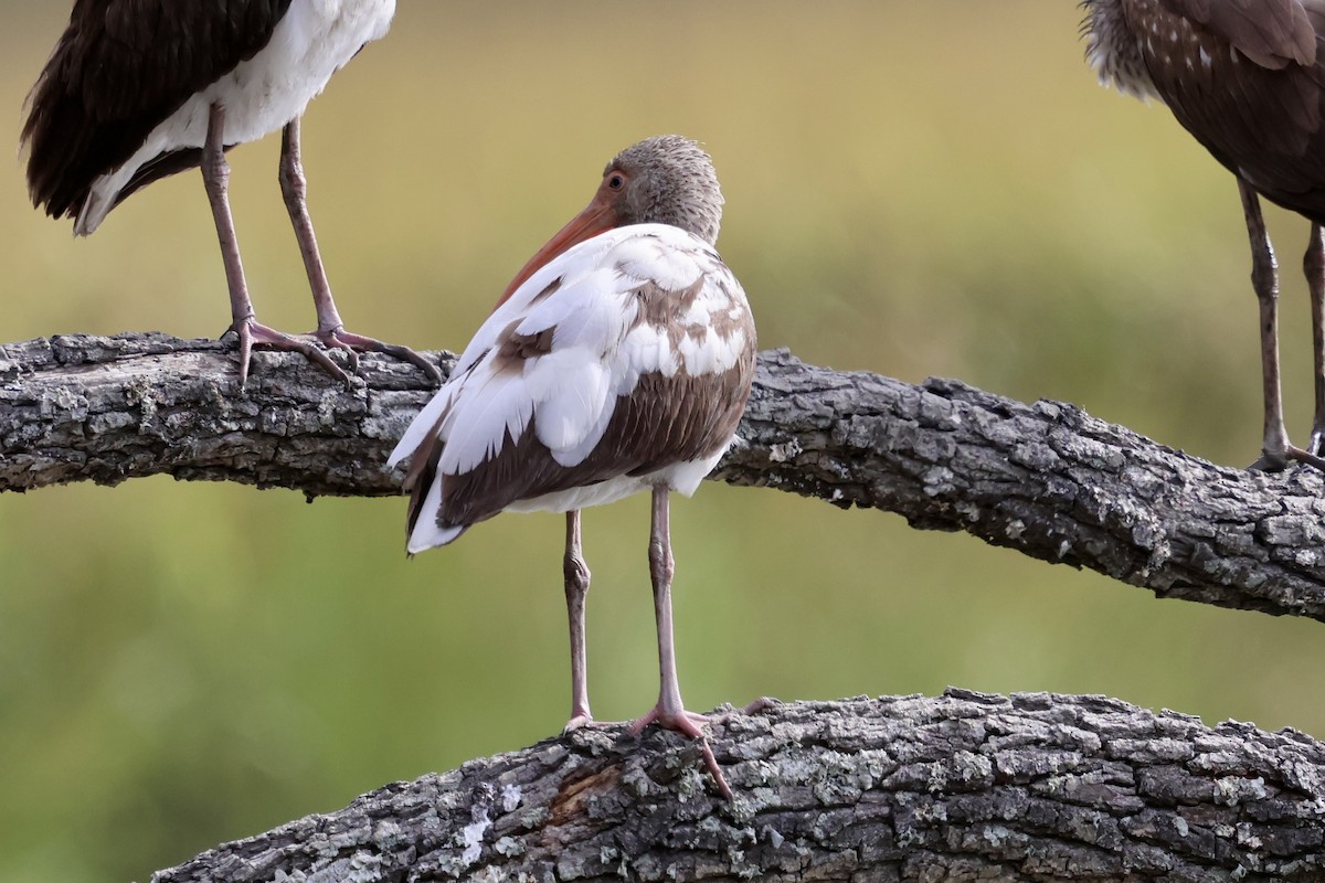 White Ibis - ML625045776