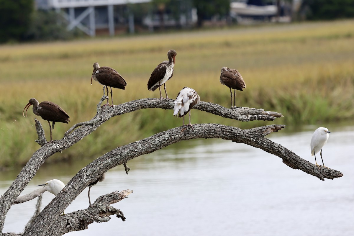 White Ibis - ML625045777