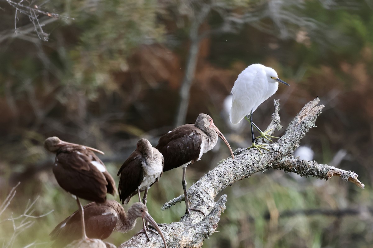 White Ibis - ML625045778