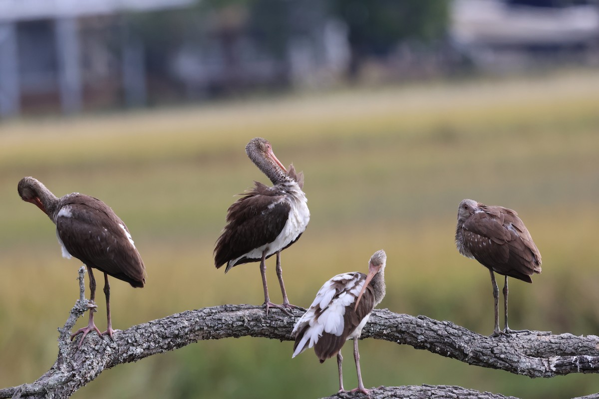 White Ibis - ML625045779