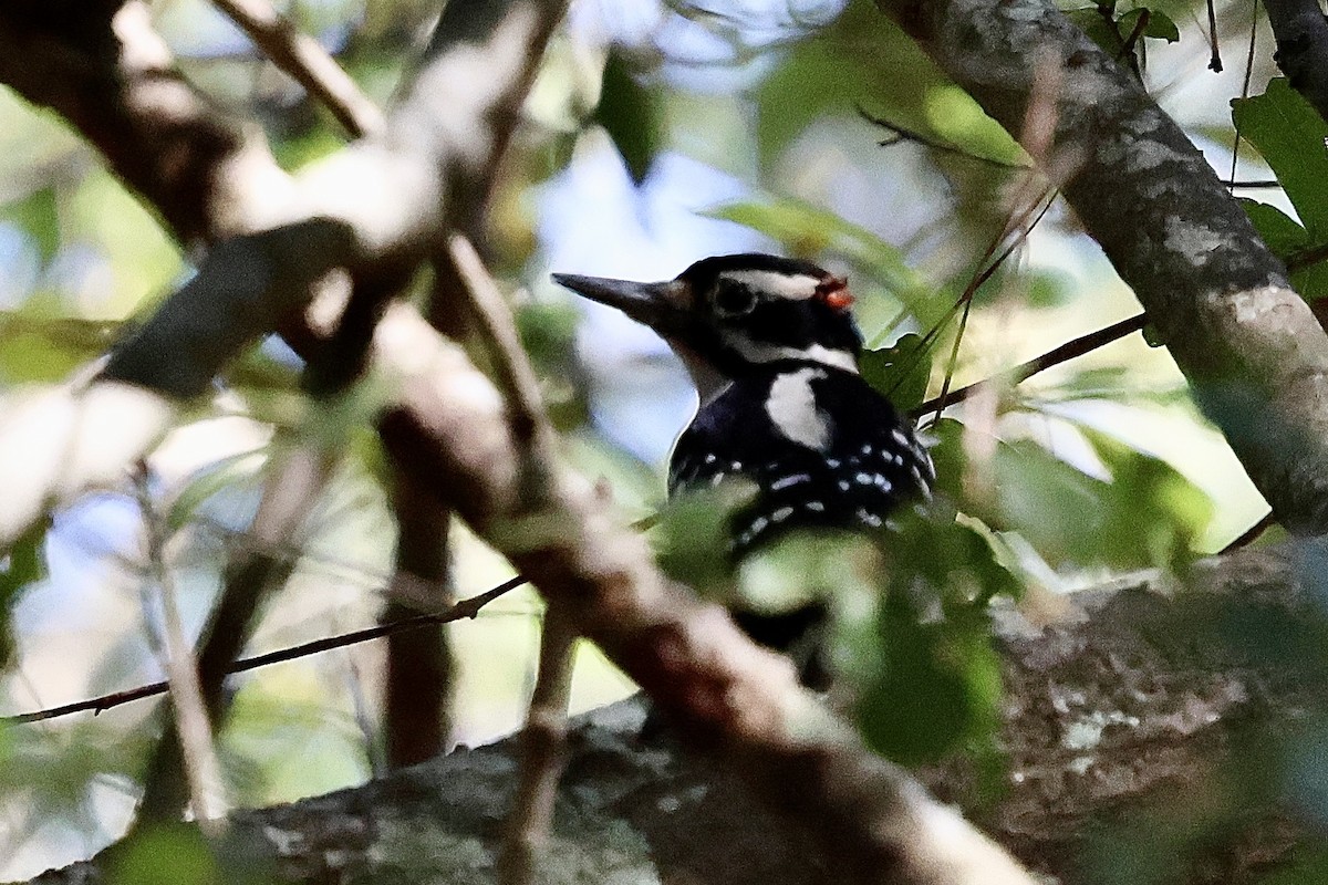 Hairy Woodpecker - ML625045796