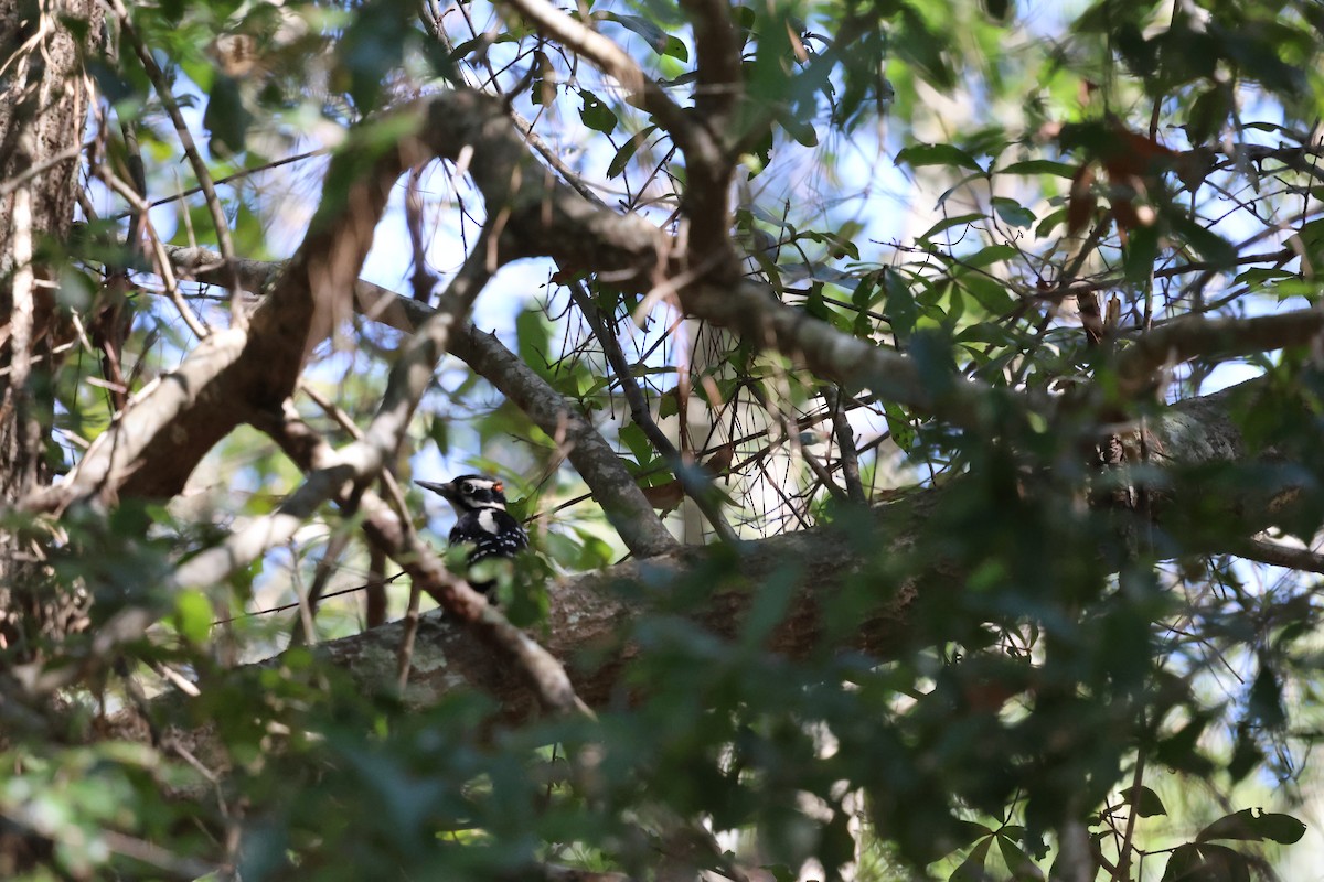 Hairy Woodpecker - ML625045797