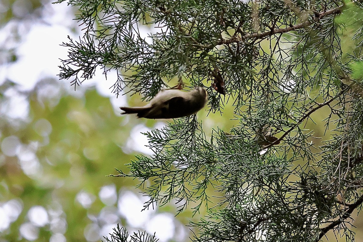 Golden-crowned Kinglet - ML625045813