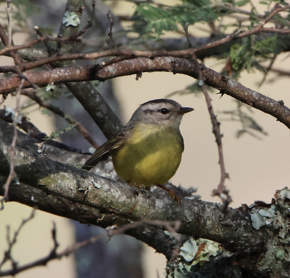 Three-banded Warbler - ML625045822