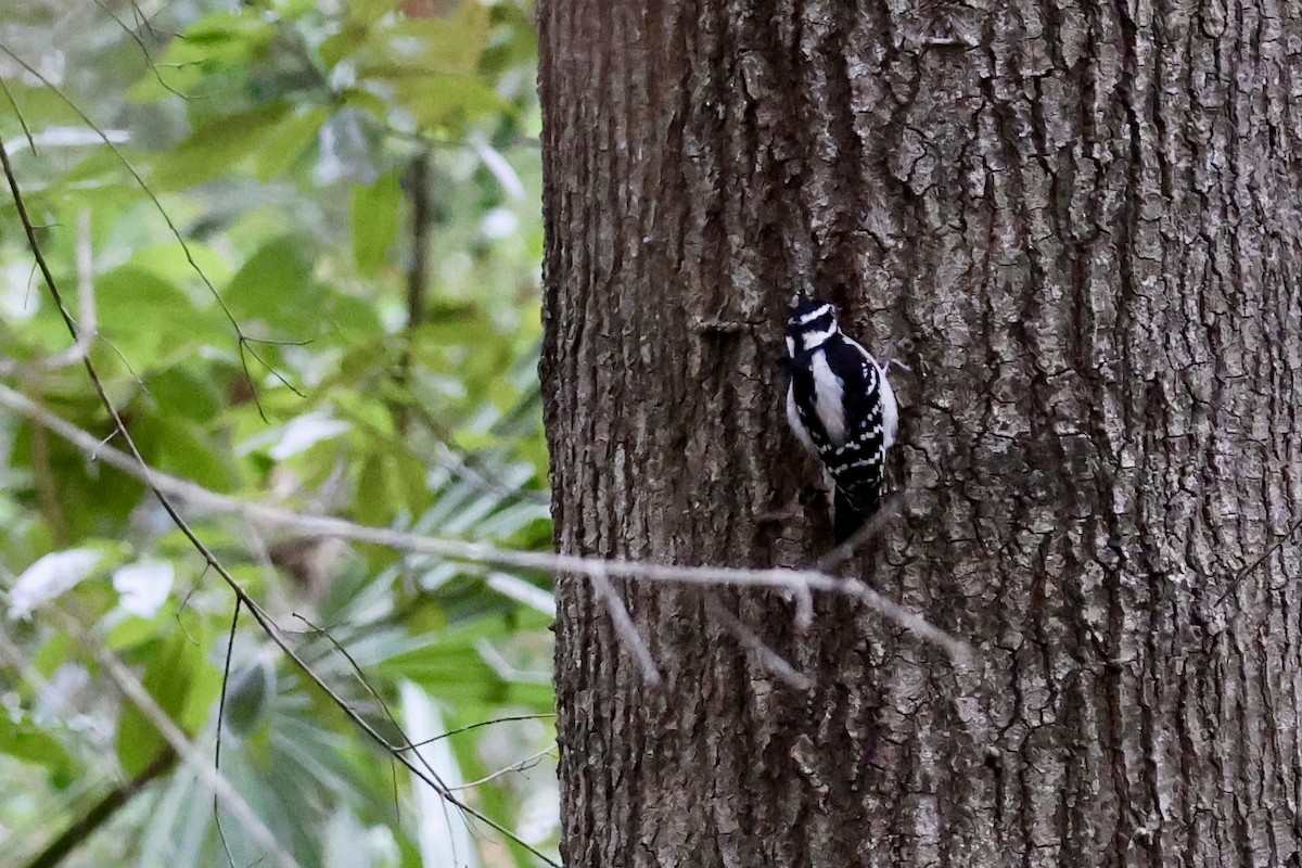Downy Woodpecker - ML625045824