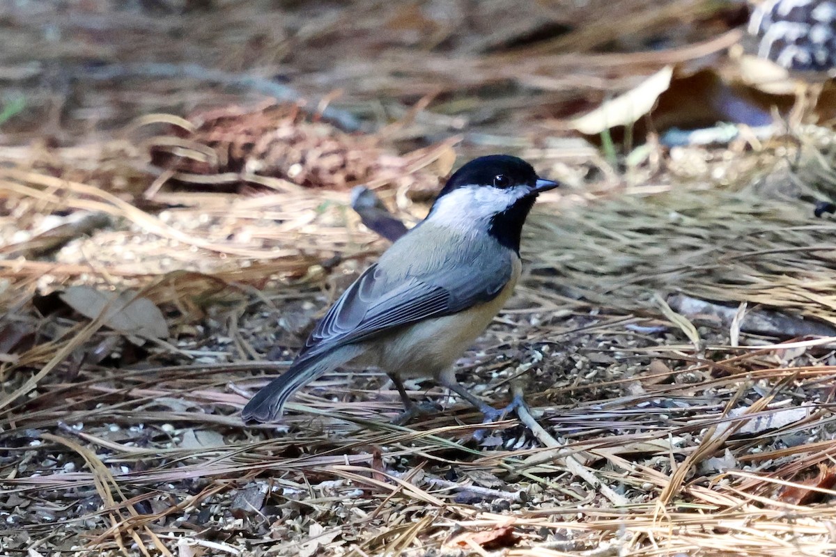 Carolina Chickadee - ML625045833