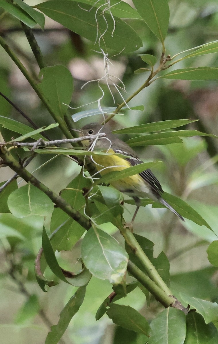 Magnolia Warbler - ML625045856